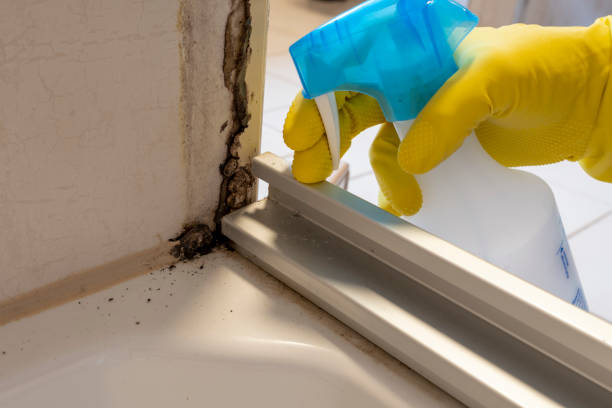 Best Residential Mold Remediation in Eclectic, AL