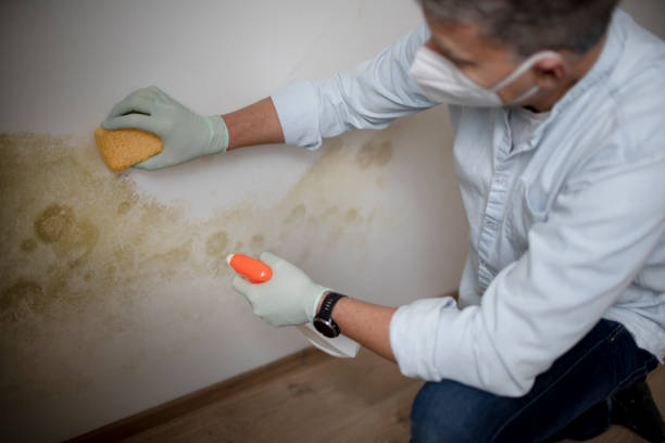 Best Localized Mold Remediation (e.g., coastal areas, humid climates) in Eclectic, AL