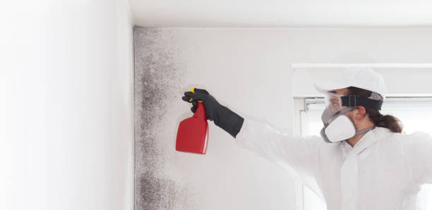Best Mold Testing and Inspection Services in Eclectic, AL