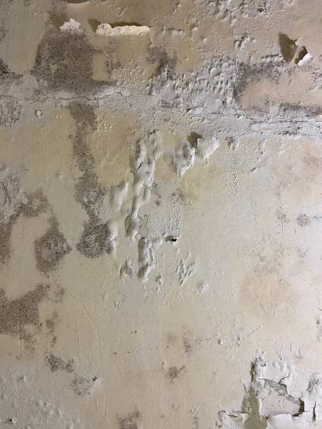Best Post-Flood Mold Remediation in Eclectic, AL