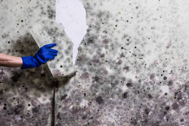 Best Emergency Mold Remediation in Eclectic, AL