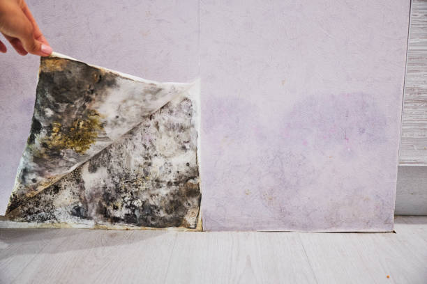 Best Health and Safety Mold Remediation in Eclectic, AL